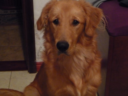 Bueno en esta foto... Robbie tiene 7 meses, es un perro super tierno, muy mimado y consentido, y aparte de eso le fascinan los helados... y sería muy feliz si algún día consiguiera novia